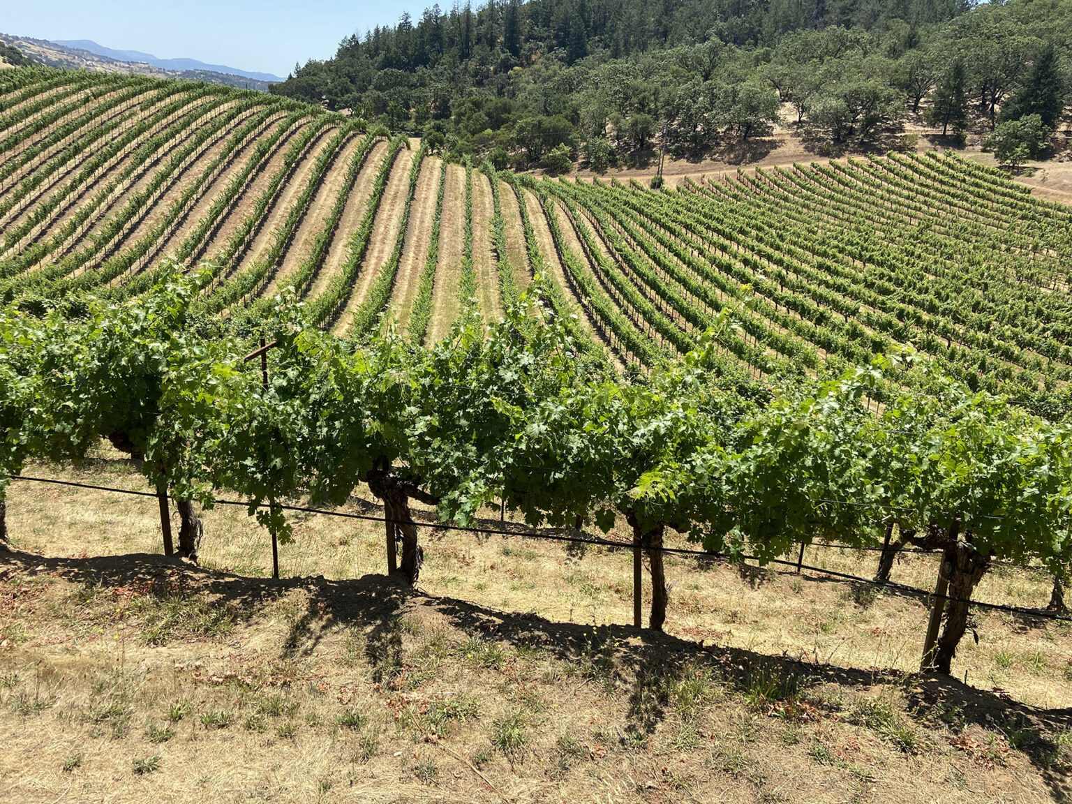 winery-1