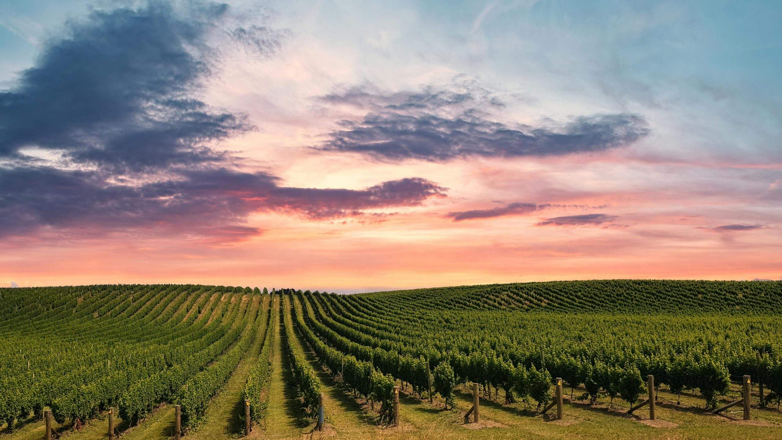 Vineyard at sunrise with rows of grapevines in Napa Valley, capturing a serene and peaceful morning scene.