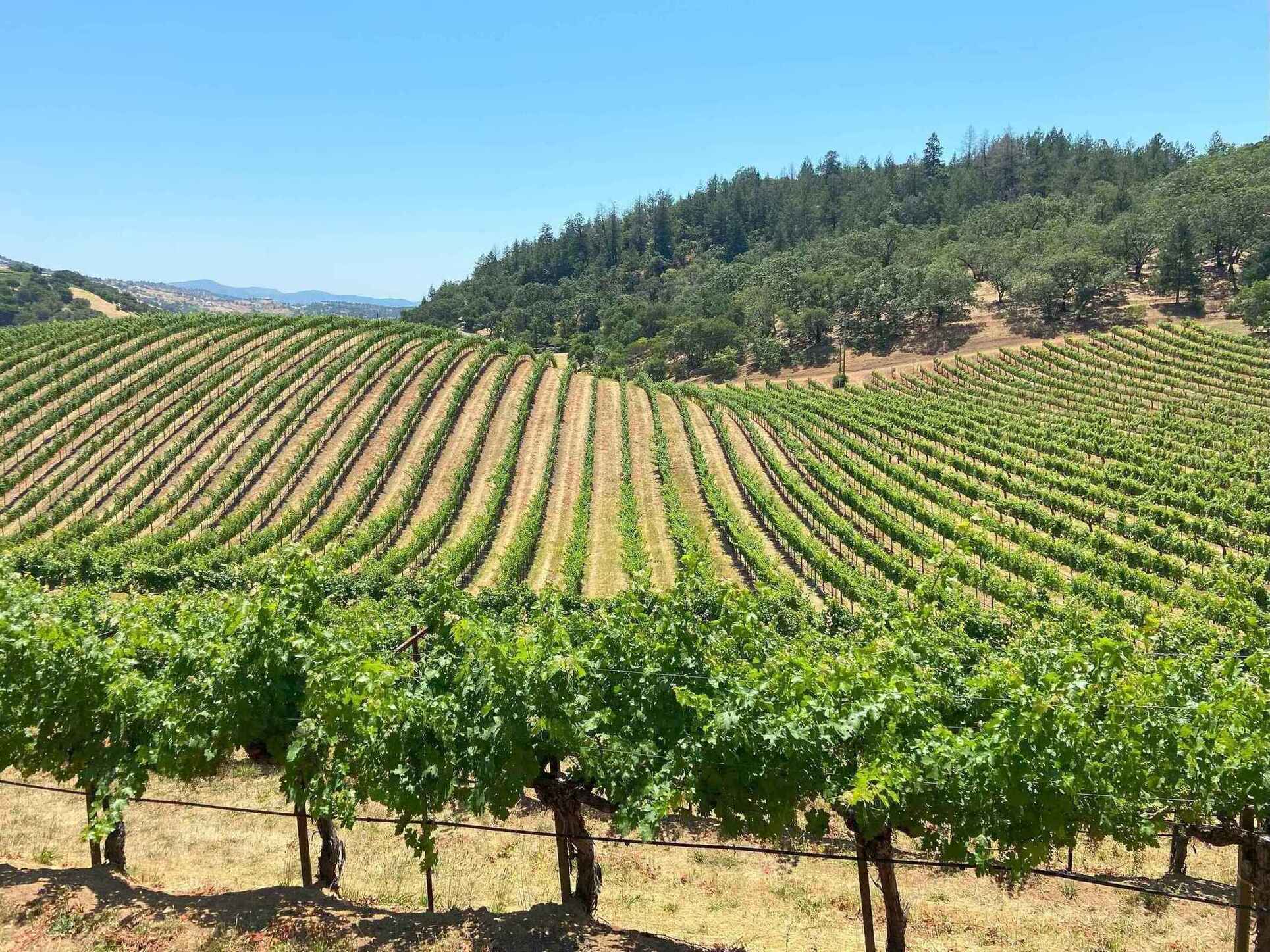 Beautiful vineyard landscape in Napa Valley, home to world-class wine production and scenic wine tours